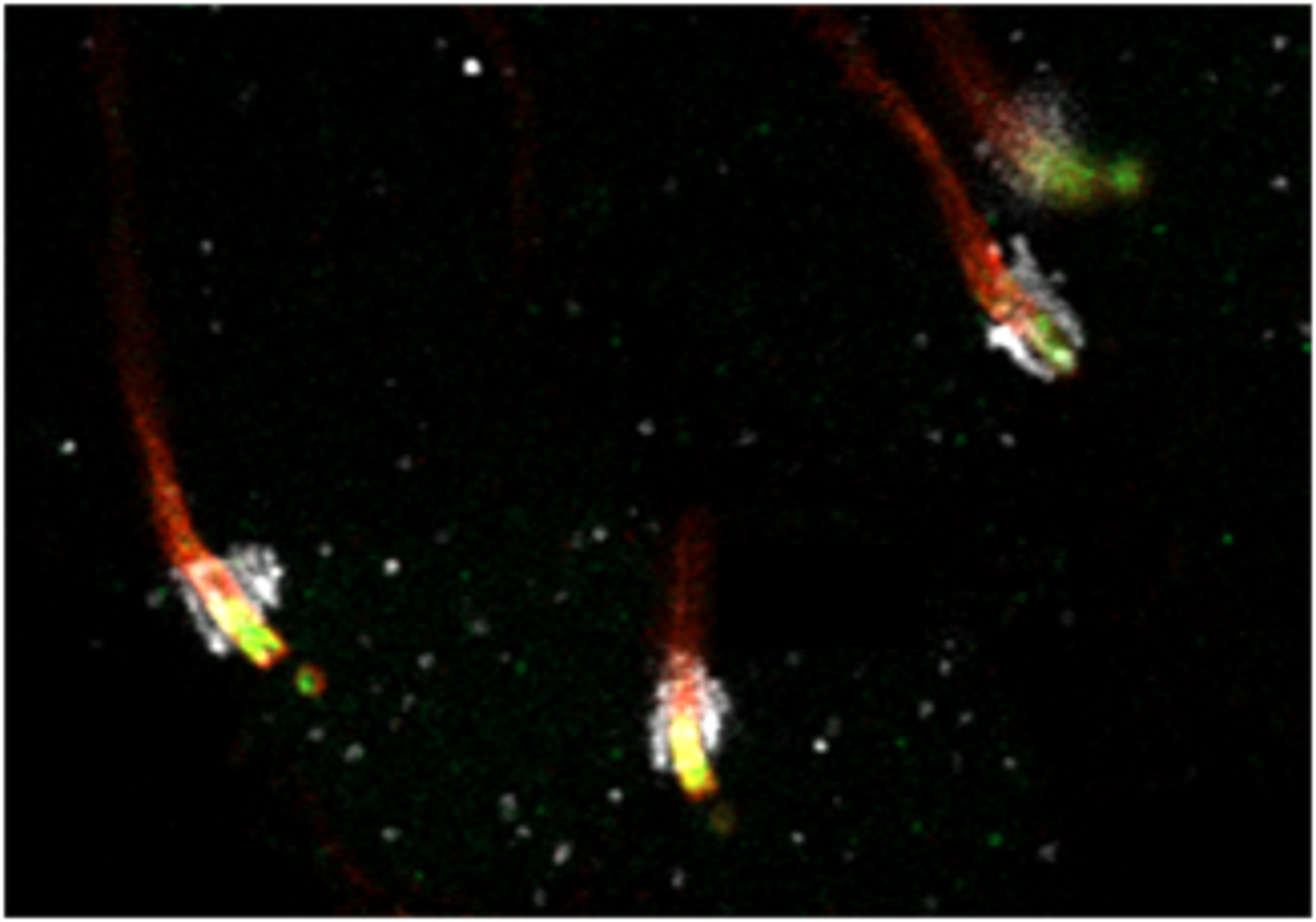 Expnasion mic image_zebrafish USH2A_Ideke.png