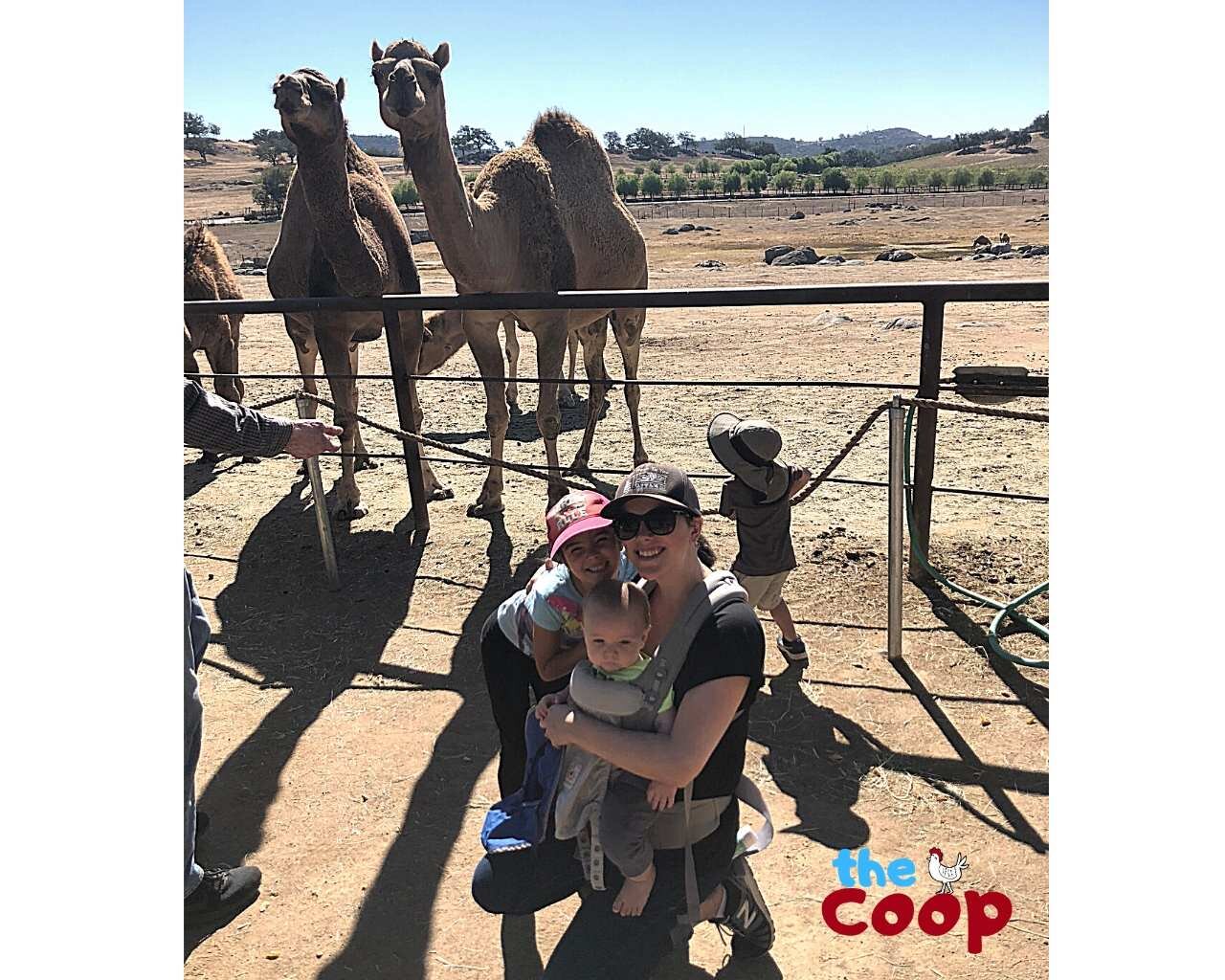  We visit camels with our Coop Group 