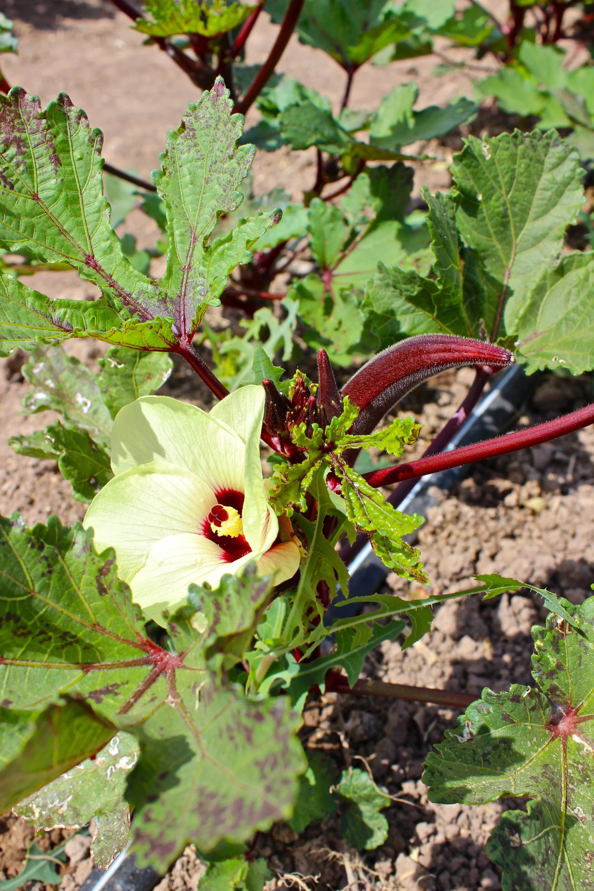 Crimson Okra
