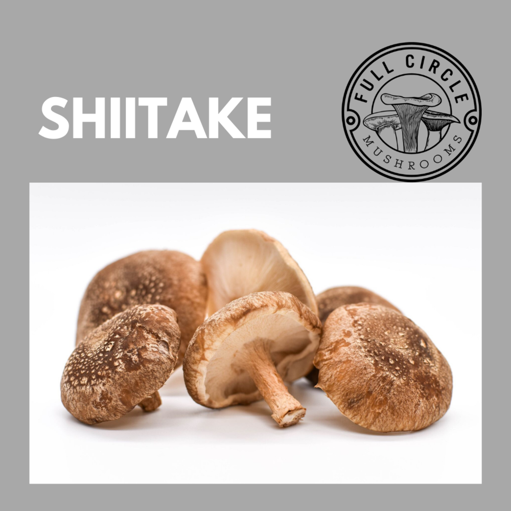 Shitake Mushrooms — Taylor Hood Farms