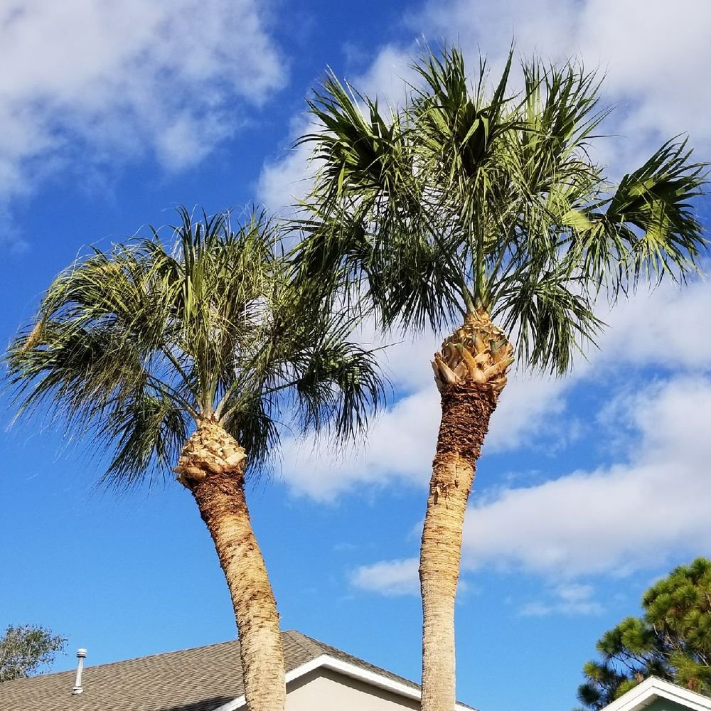 Two tall palm trees with green fronds against a blue sky with scattered clouds, with a house roof visible at the bottom.