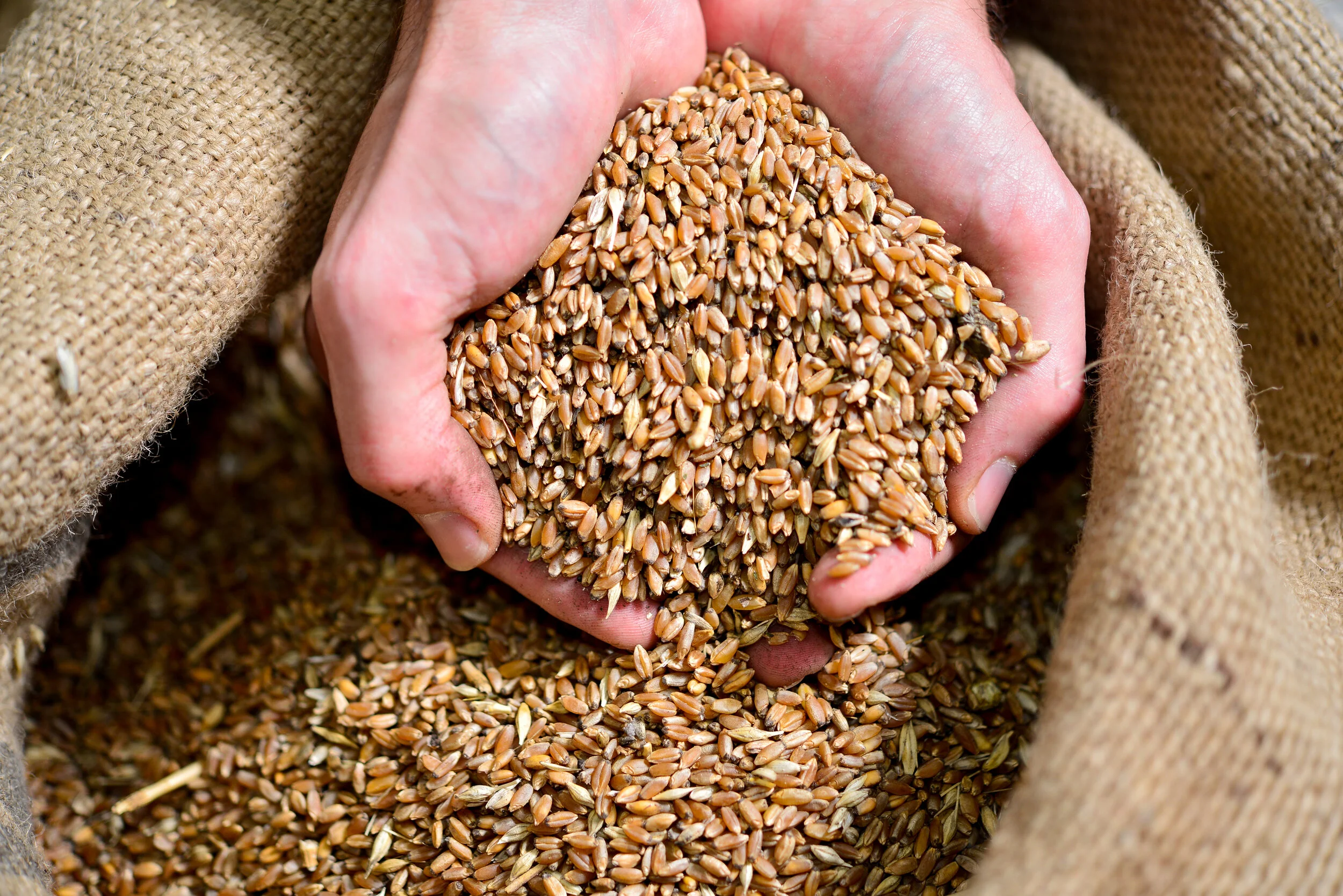 Story 84: The Parable of the Harvest