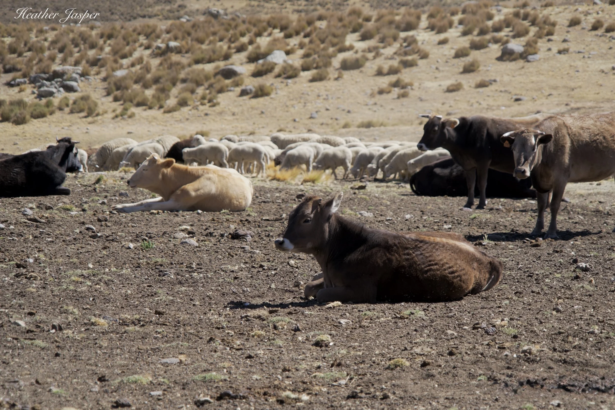 livestock in the Cordillera Negra Cajamarquilla Ancash Peru