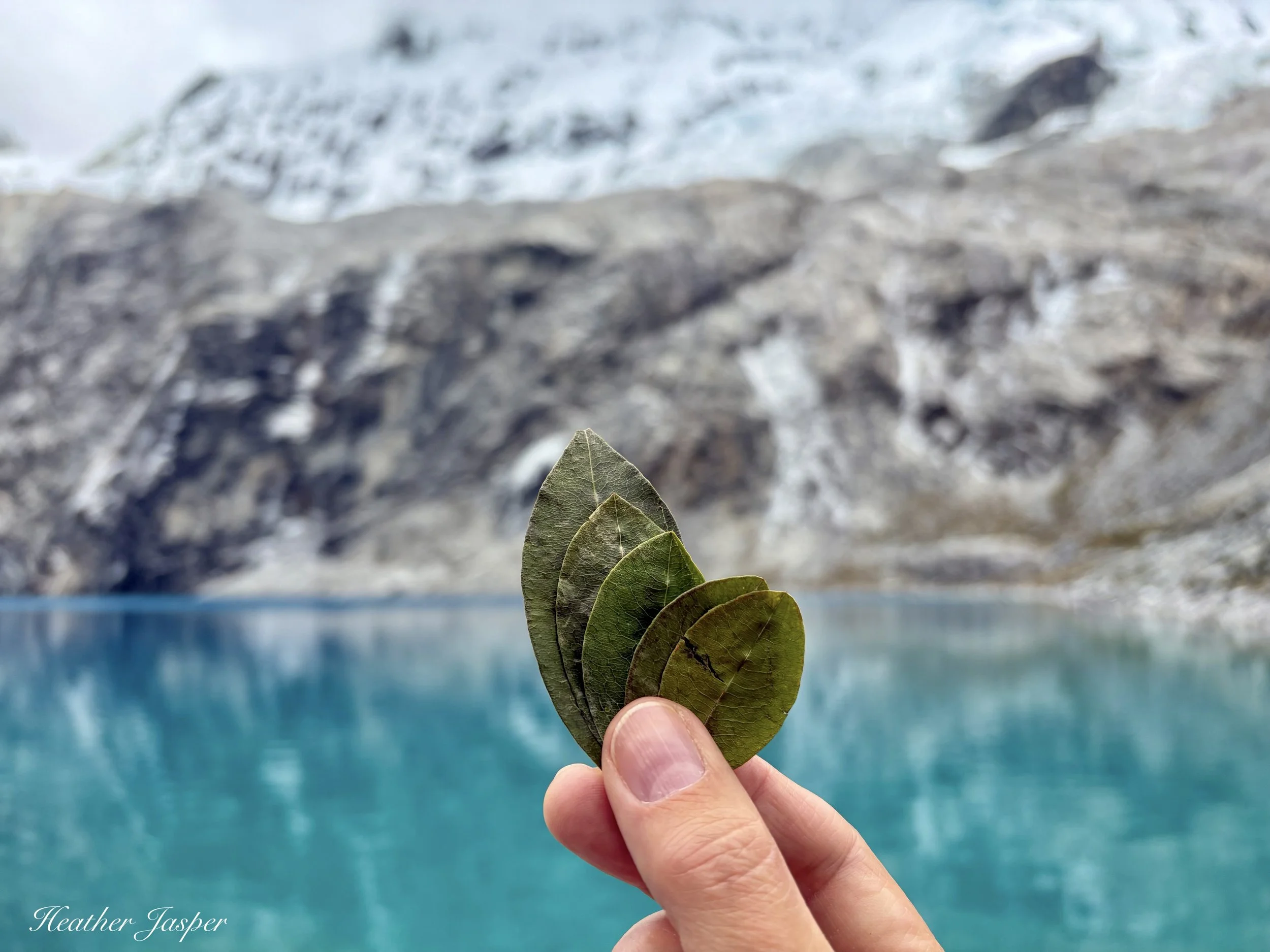 kintu of coca leaves at Laguna 69 Huaraz Peru