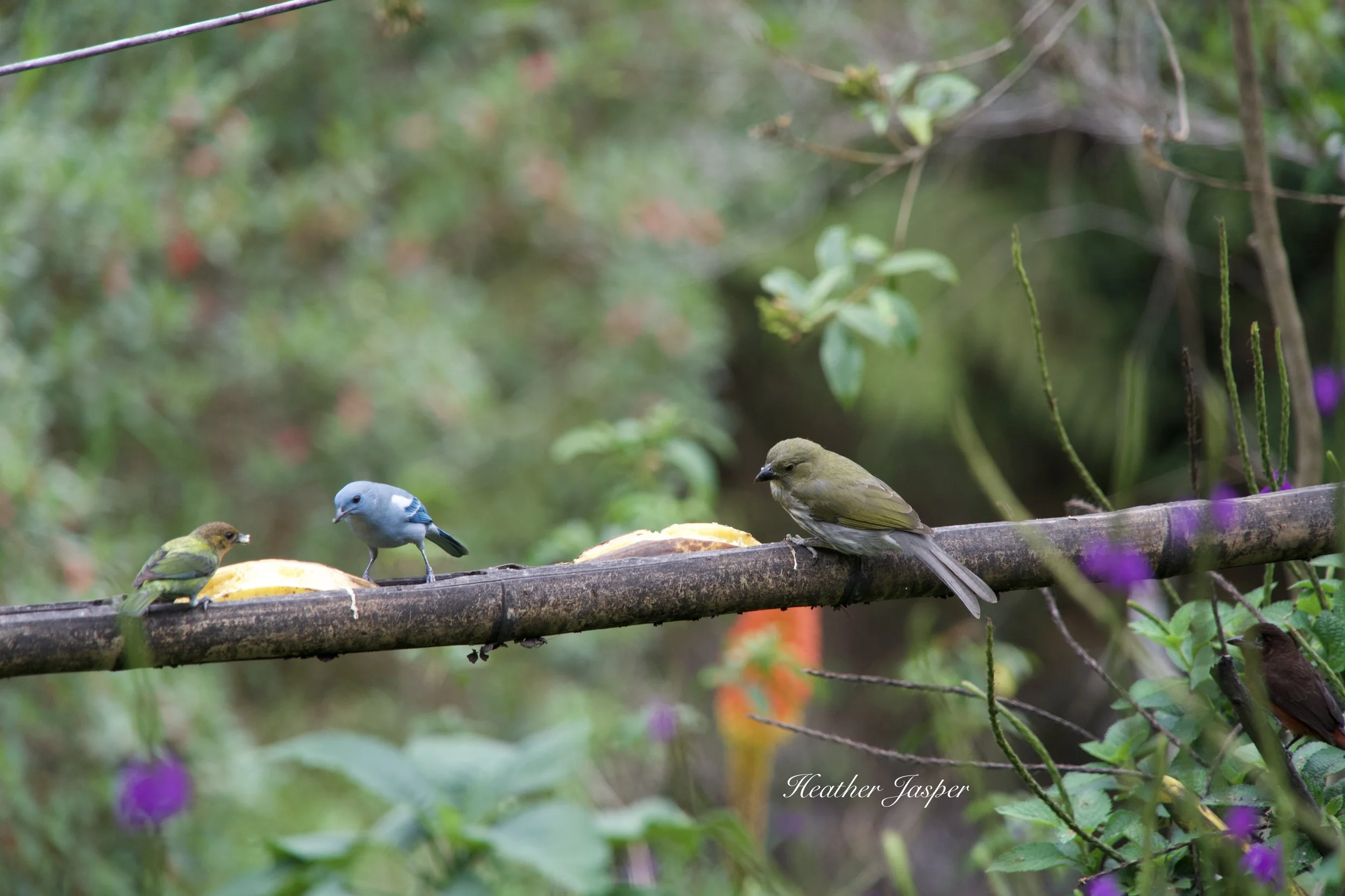 Streaked Saltator at Marvelous Spatuletail Refuge Cocachimba Amazonas Peru