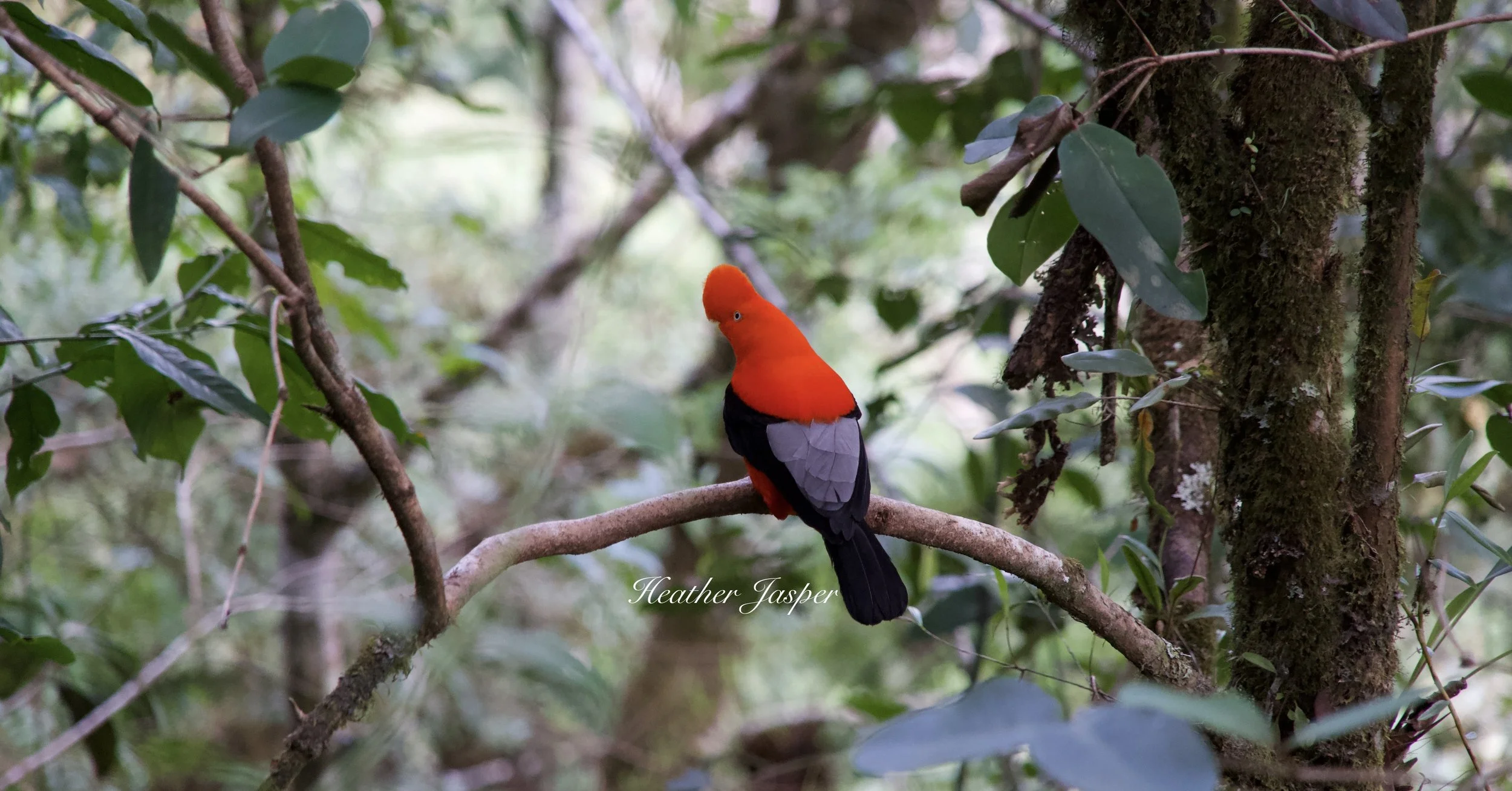 Andean Cock-of-the-Rock at Tunquimayo Lodge Quillabamba Peru