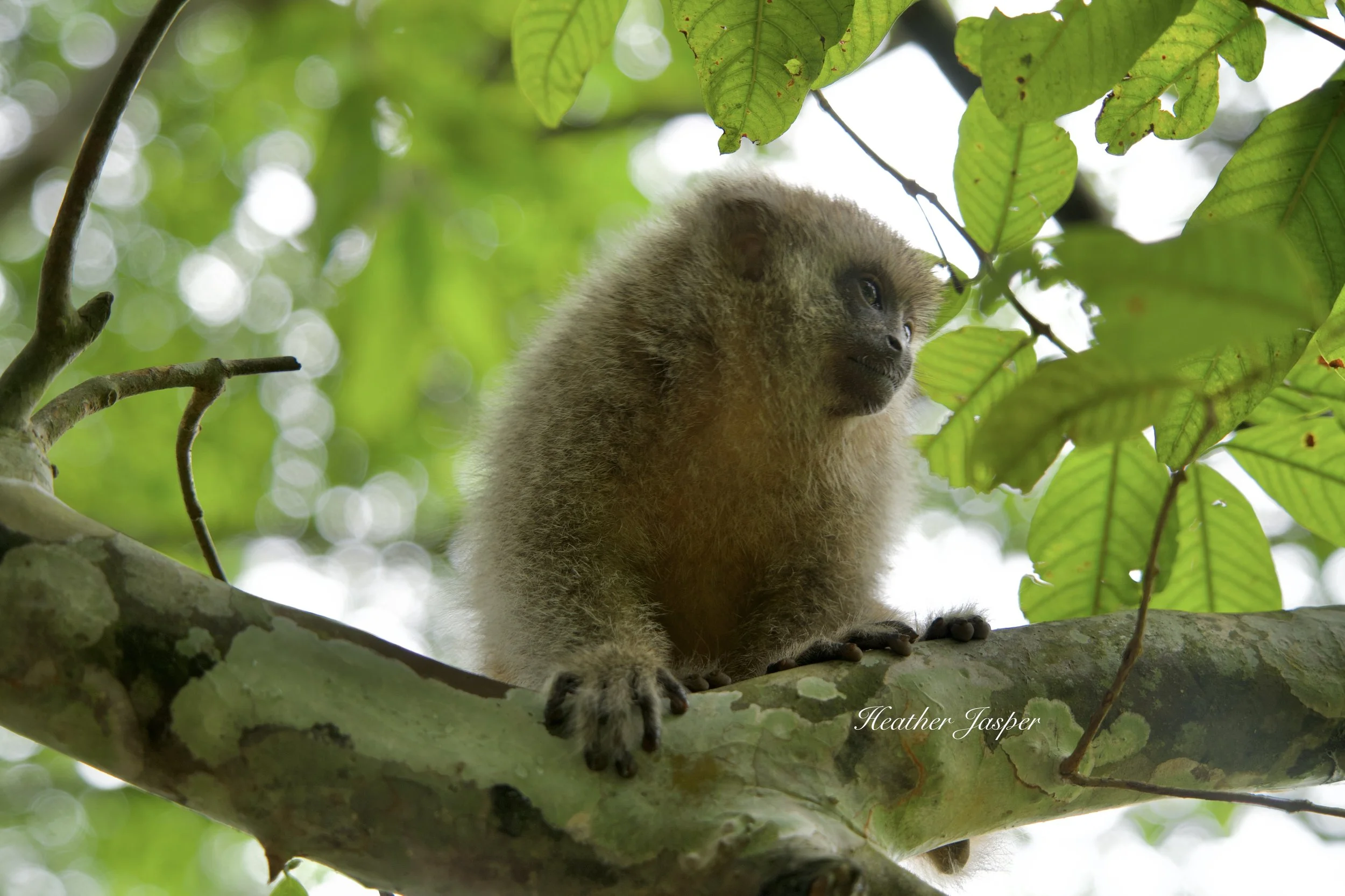 San Martín Titi Monkey endemic endangered Peru
