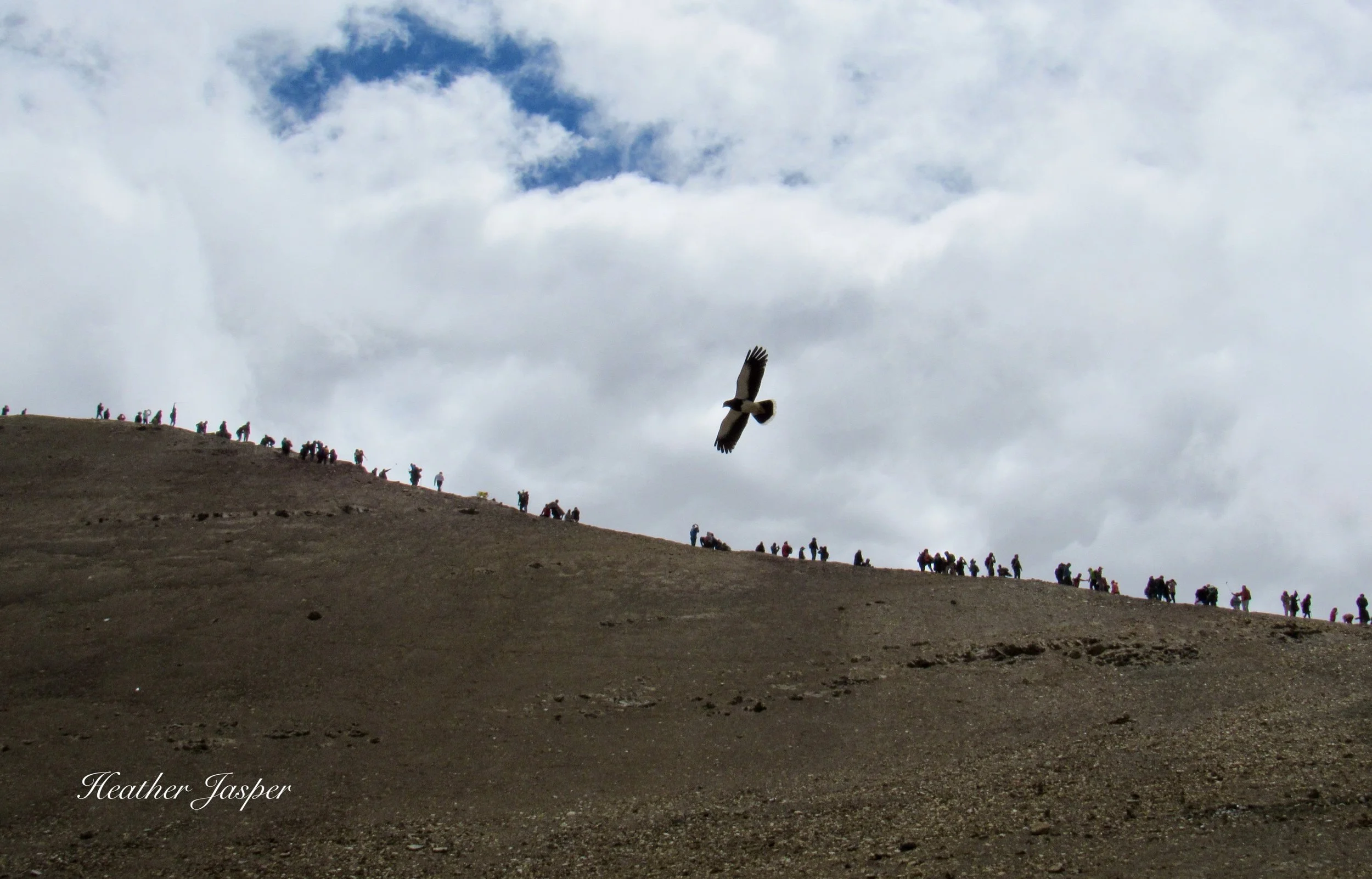 cara cara falcon at Rainbow Mountain Cusco Peru