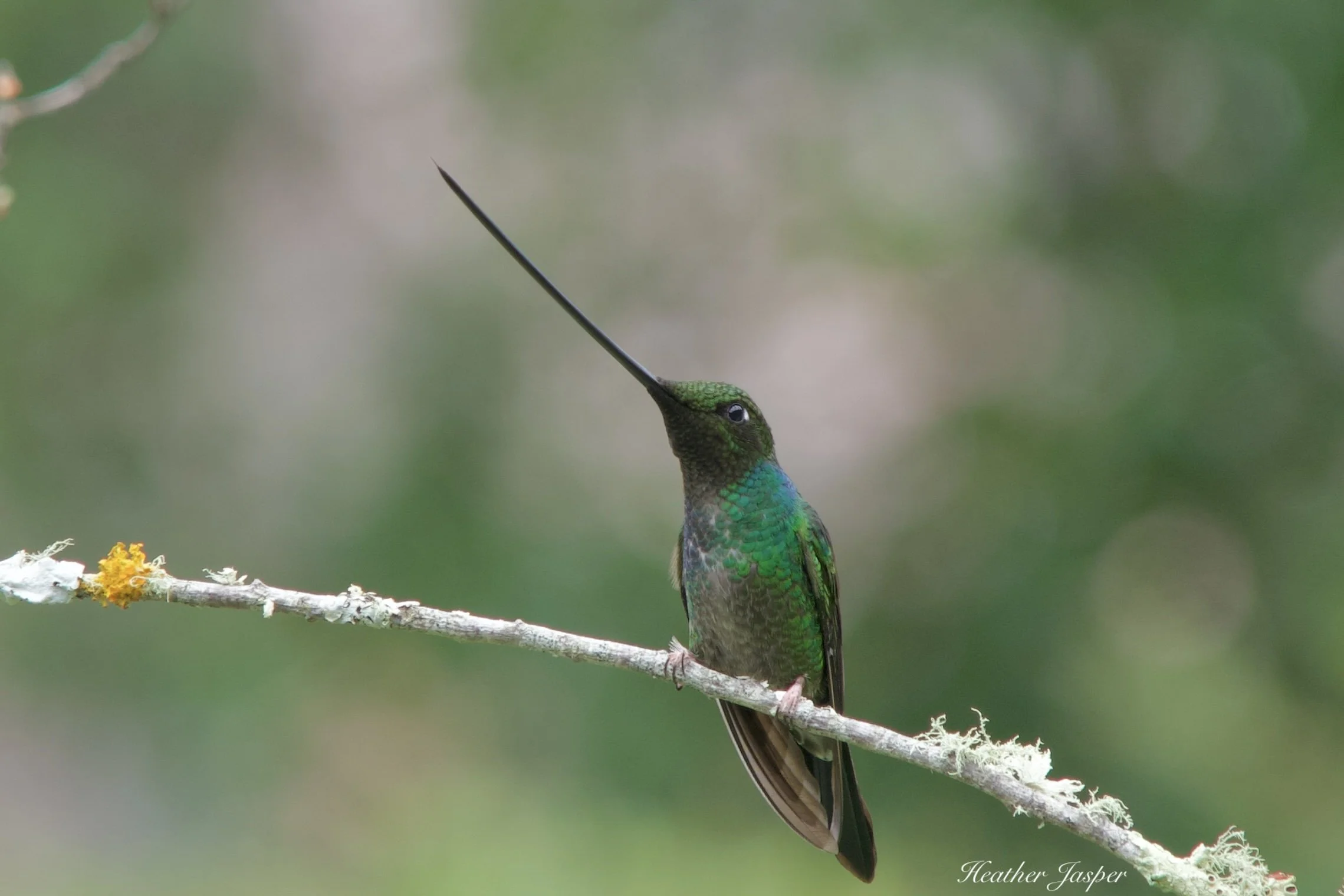 birding in Peru's southern mountains