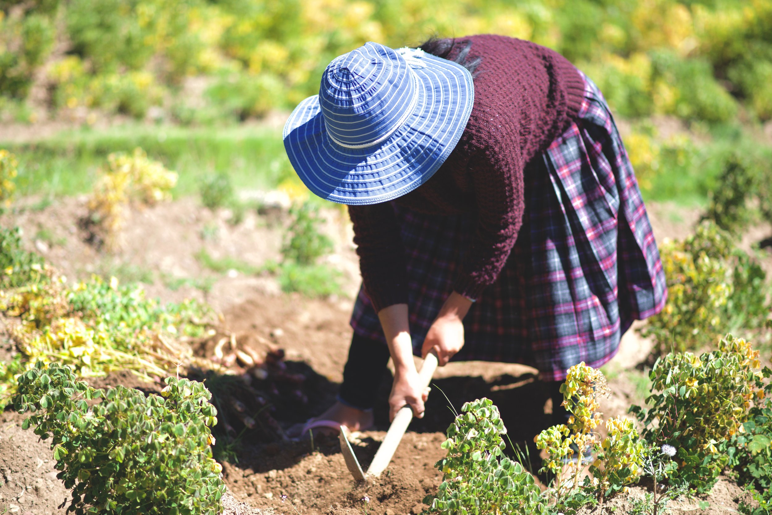 Alexa Mamani Calsin harvests oca.jpeg
