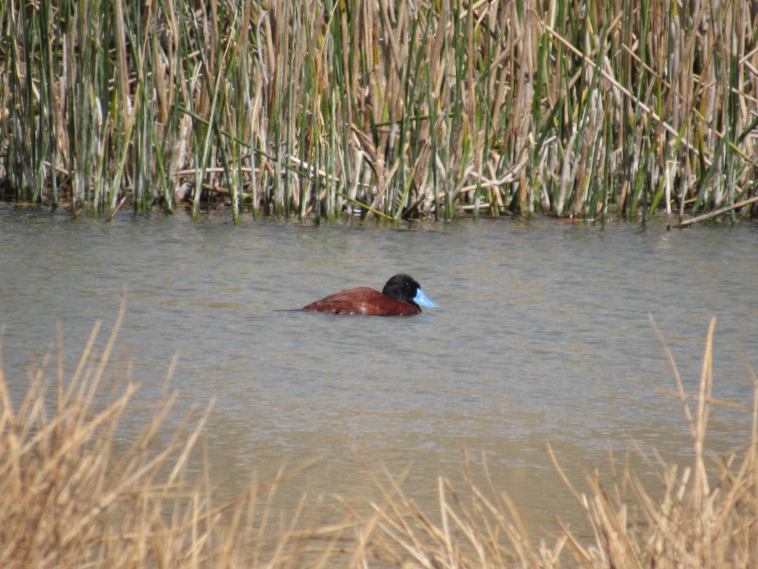 andean duck.jpeg