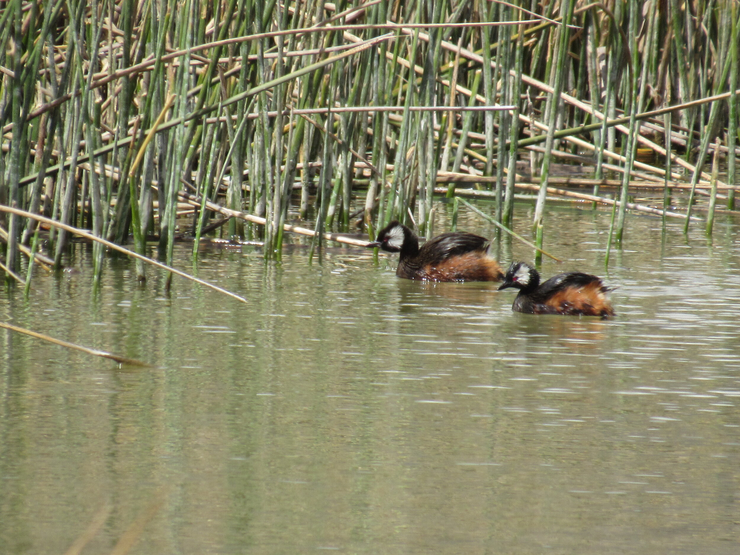 tufted grebe.jpeg