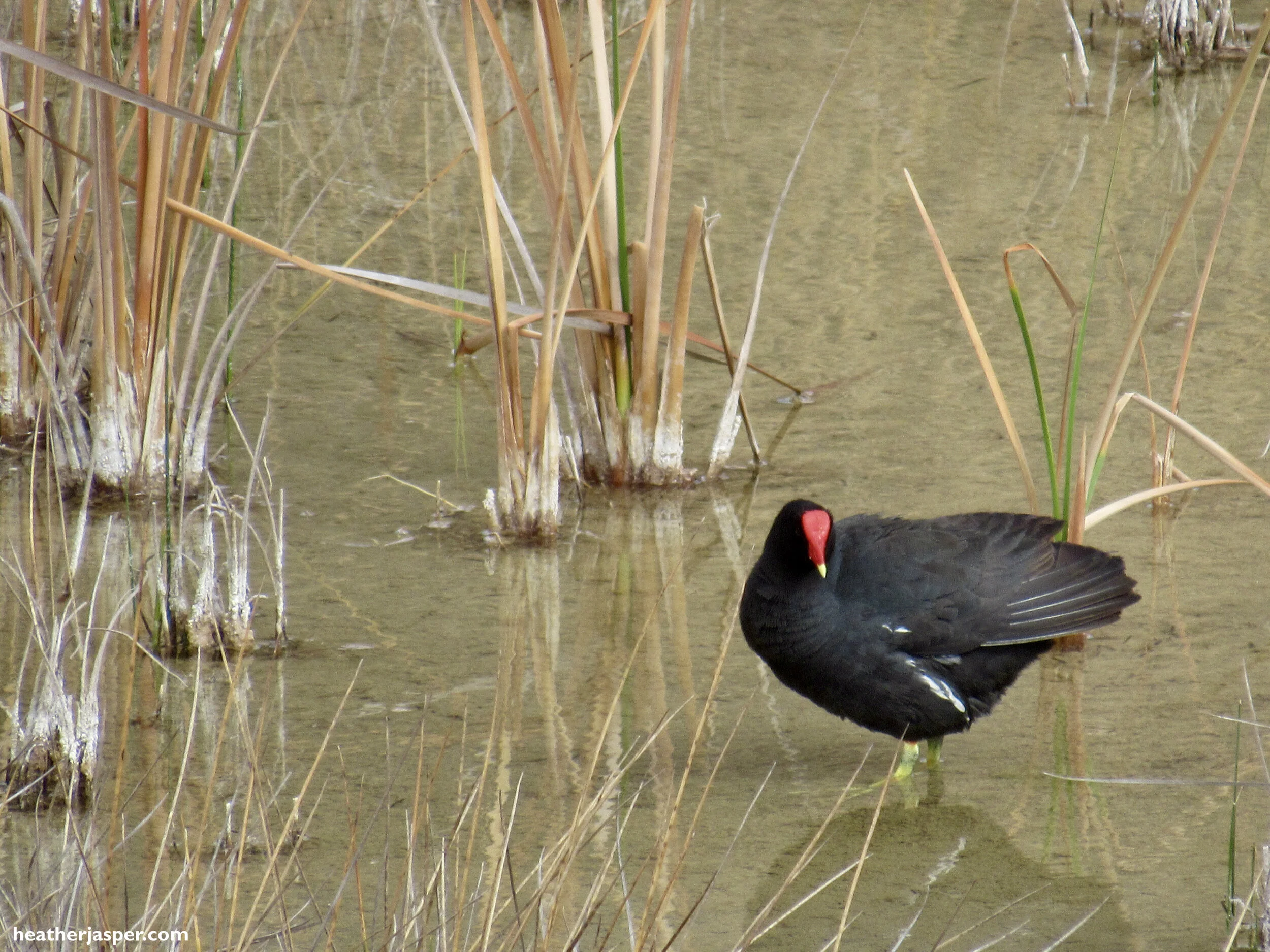 Common Gallinule