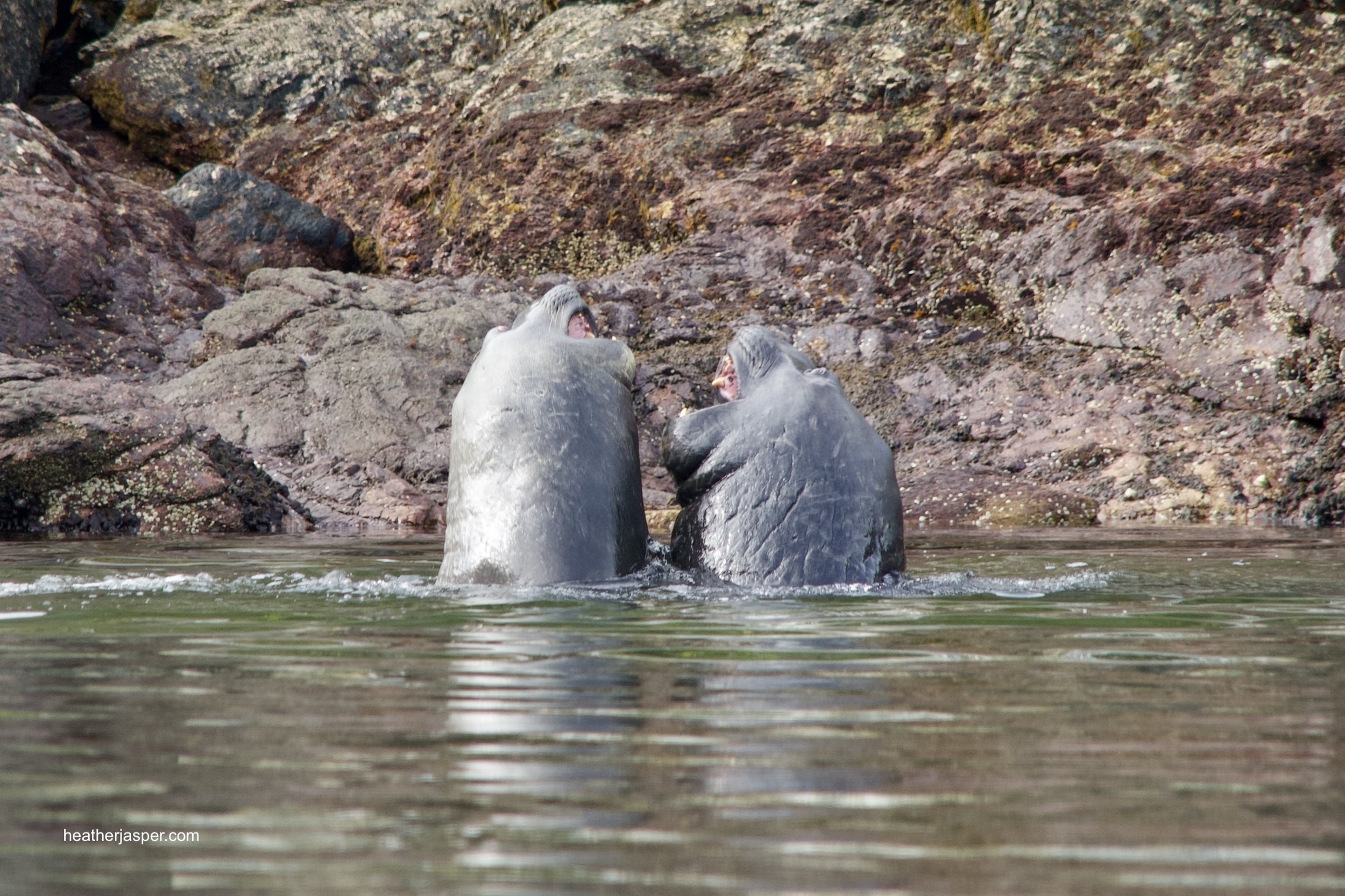 elephant seal fight 2.jpeg