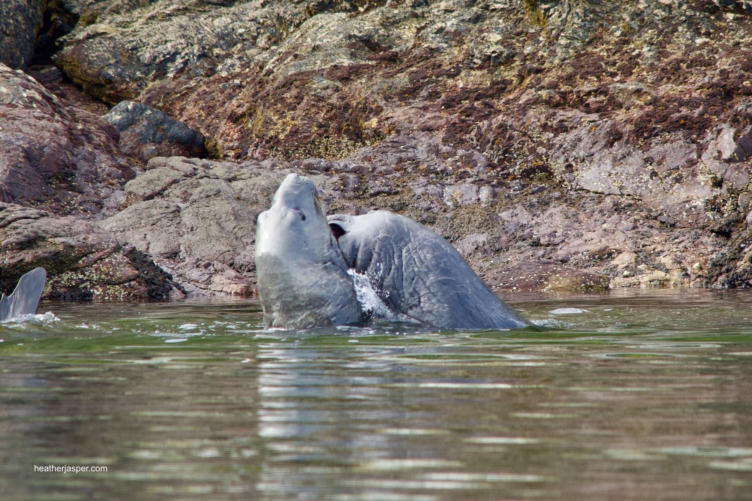 elephant seal fight 3.jpeg