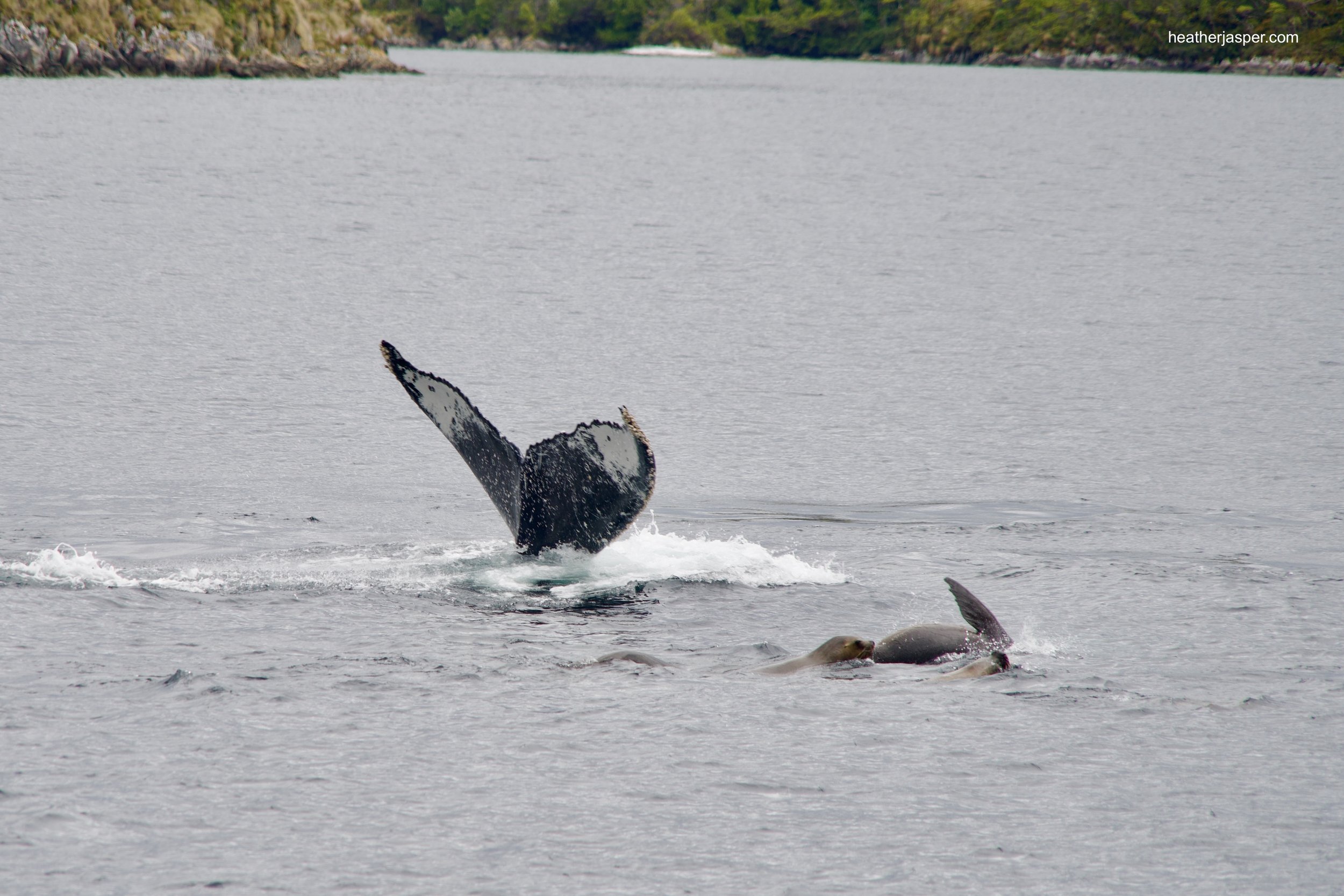 whale 03 w sea lions.jpeg