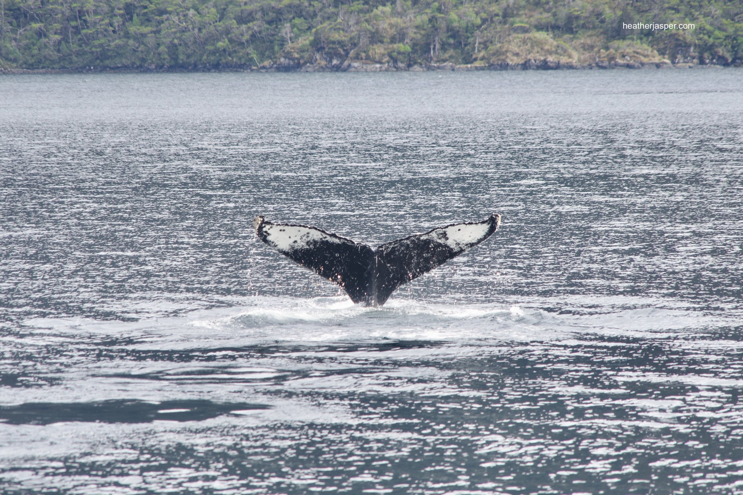 whale tail 03.jpeg