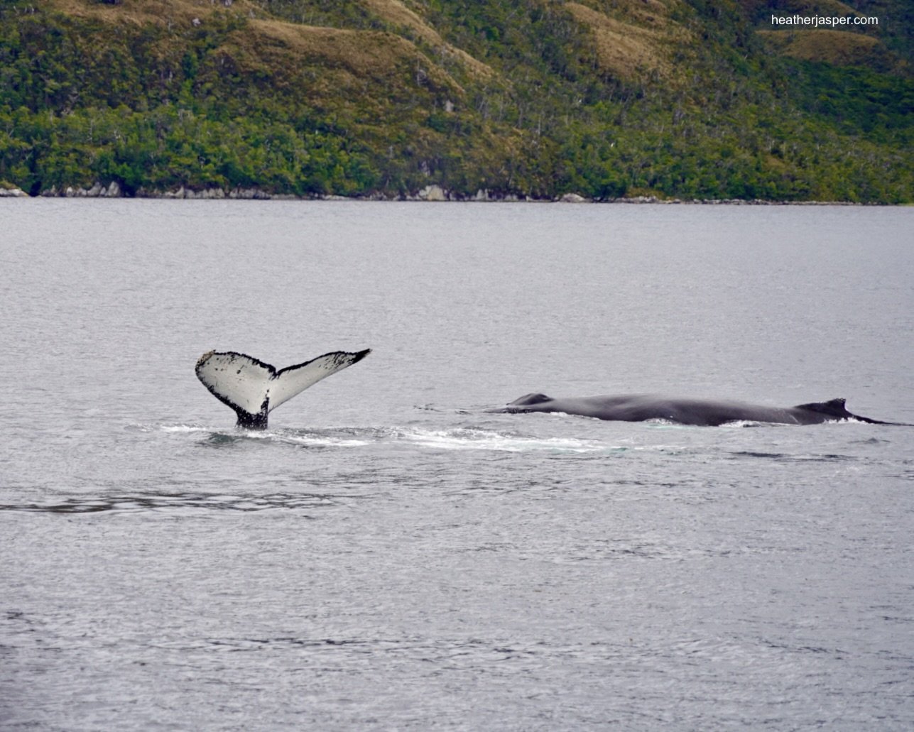 whale tail 09 and surfacing whale.JPG