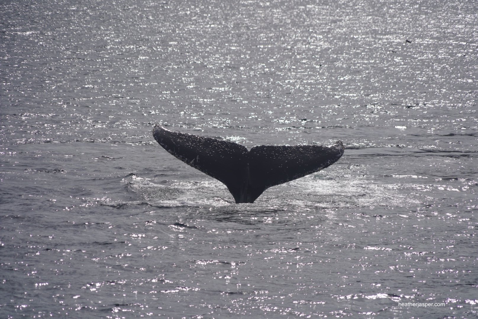 whale tail back.JPG