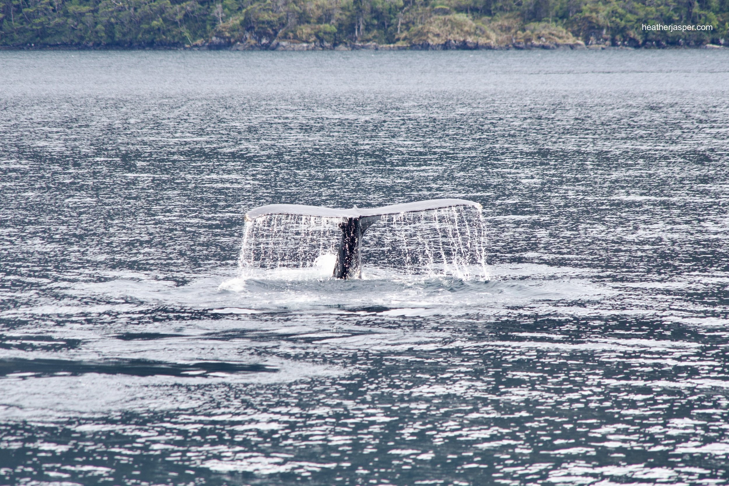 whale tail dripping.jpeg