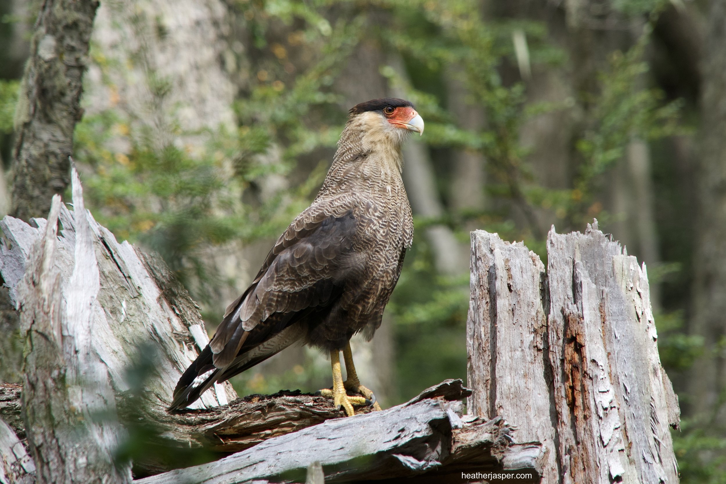 natl park bird caracara.jpeg