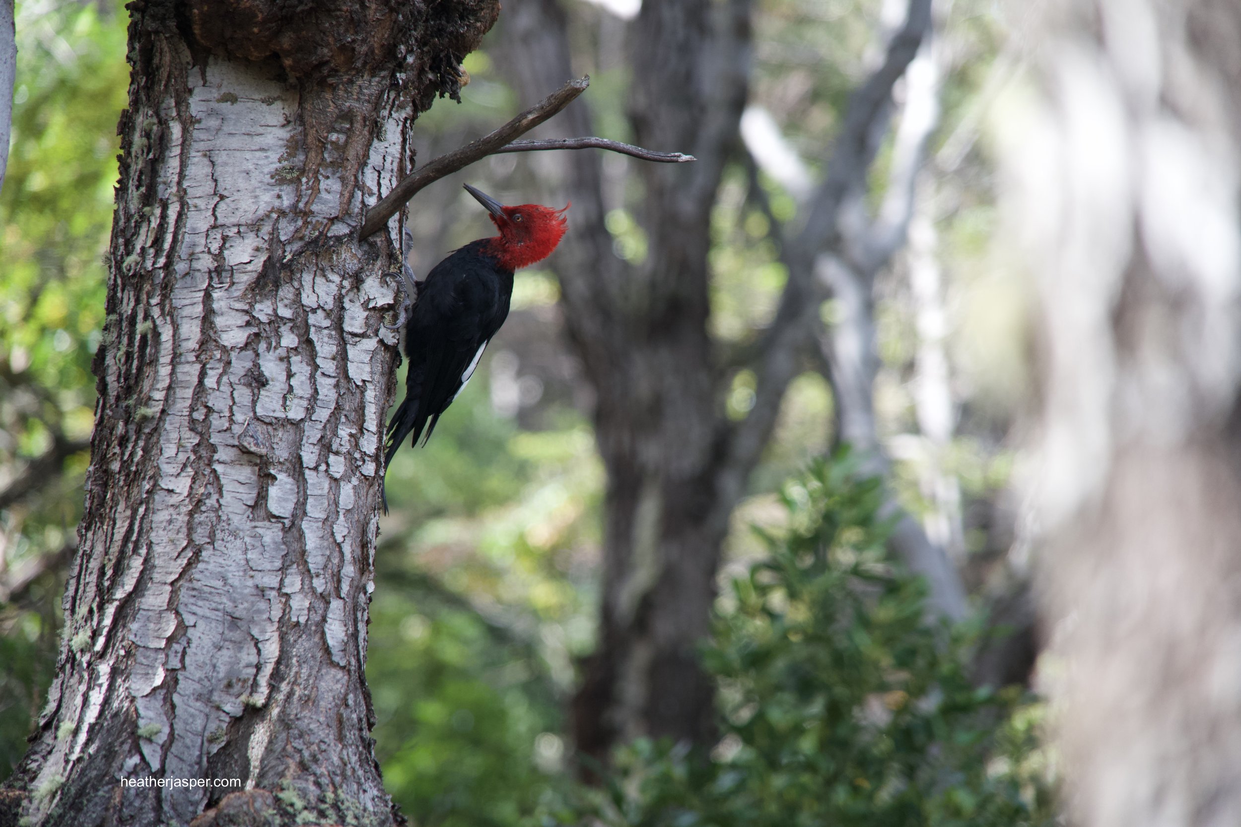 natl park bird woodpecker.jpeg