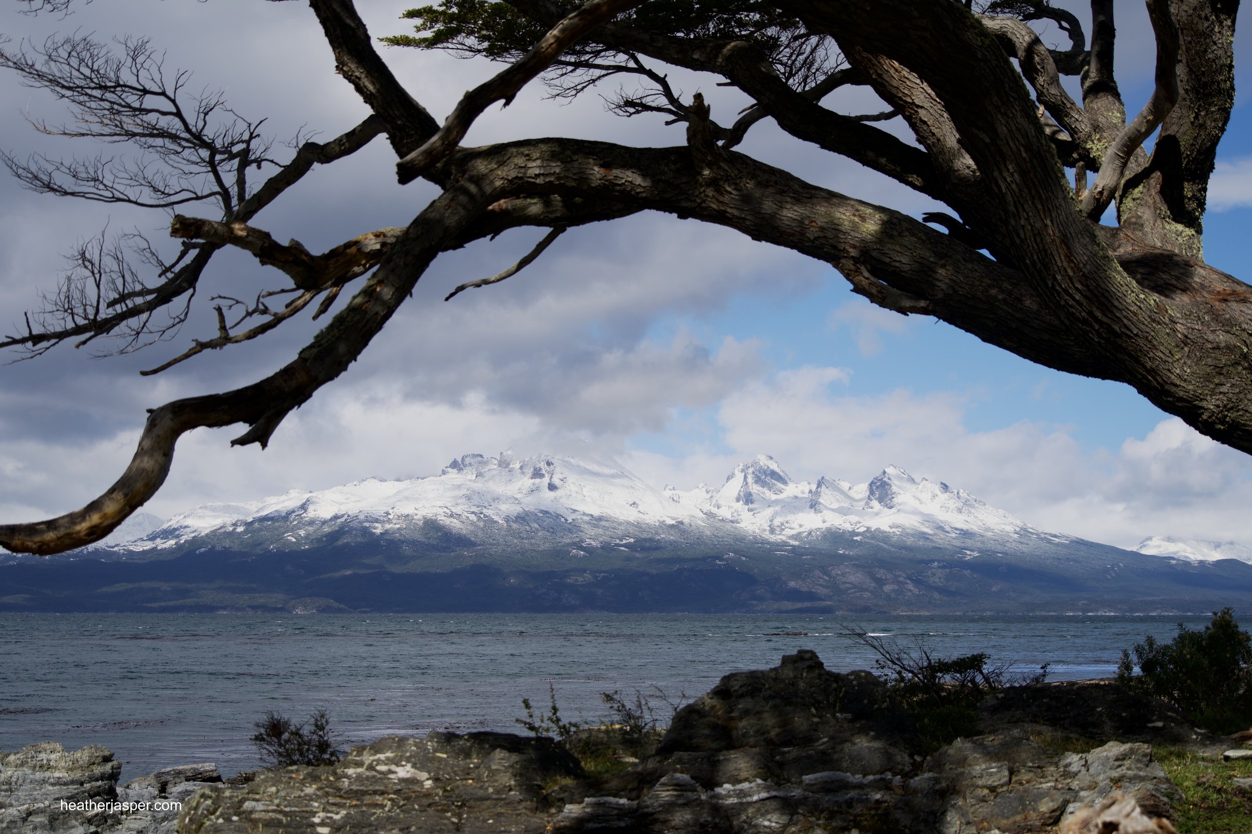 costa susana tree frame mtns.jpeg