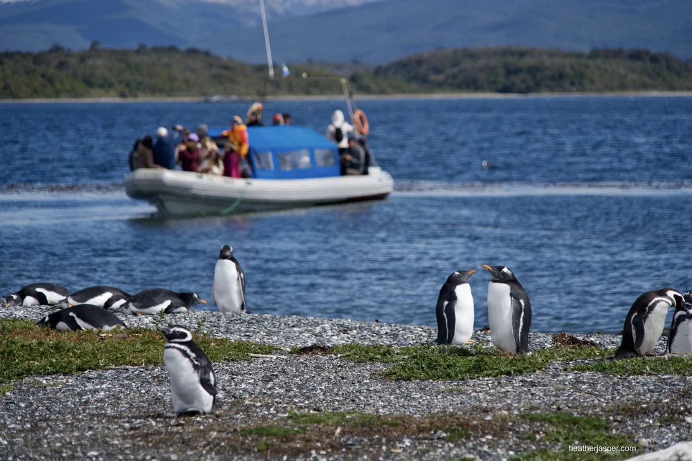 pinguinera small boat.jpeg