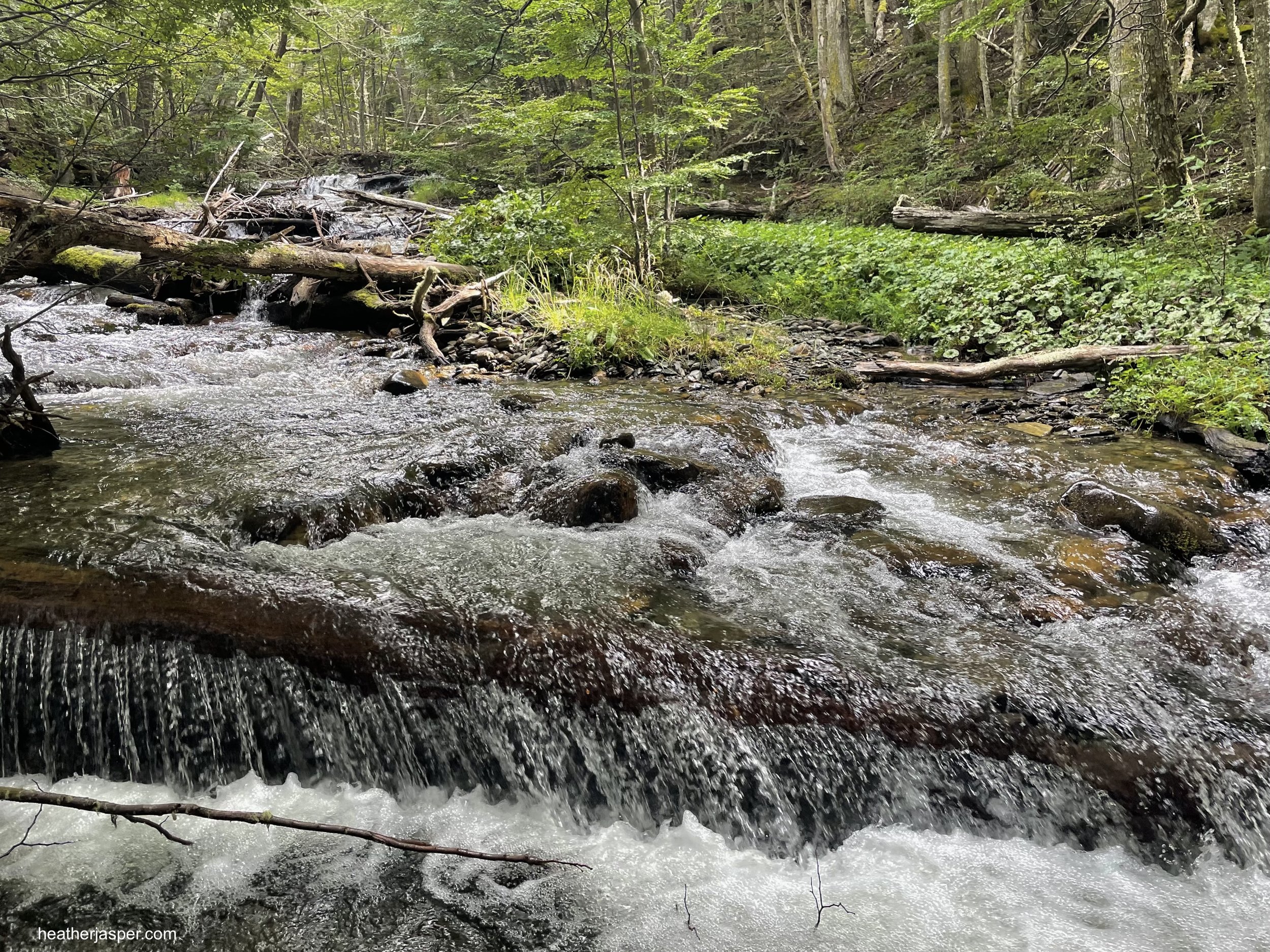 The trail through the woods follows a beautiful stream. (Copy)