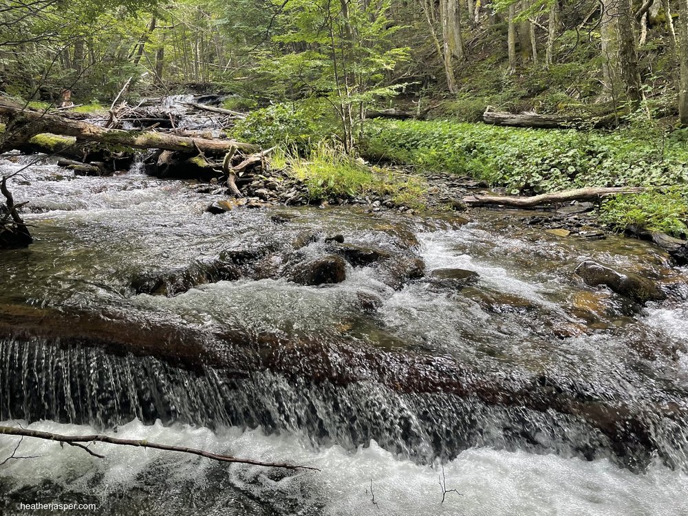 The trail through the woods follows a beautiful stream.