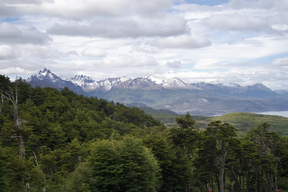 18 forest looking east.jpeg