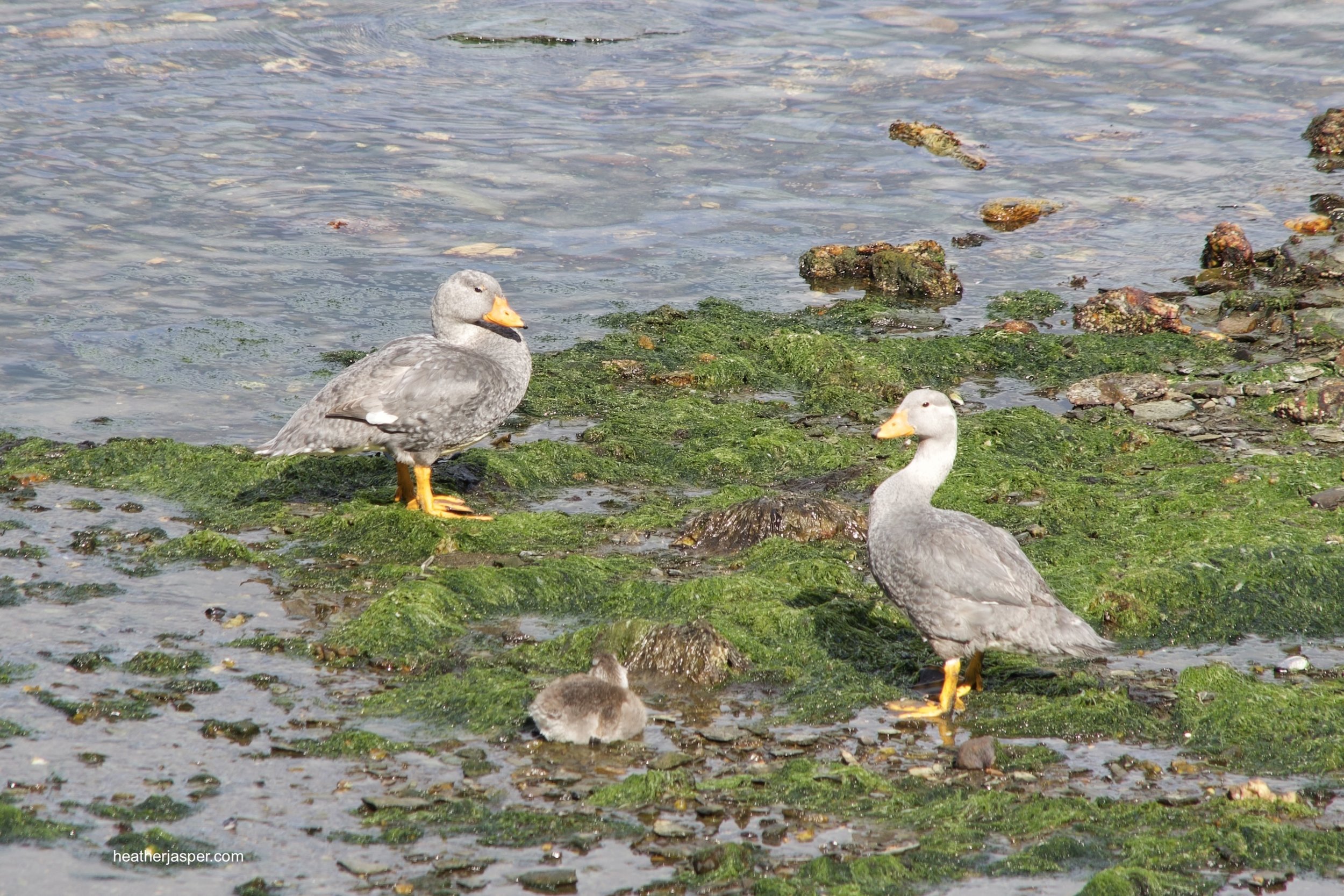 natl park bird duck.jpeg