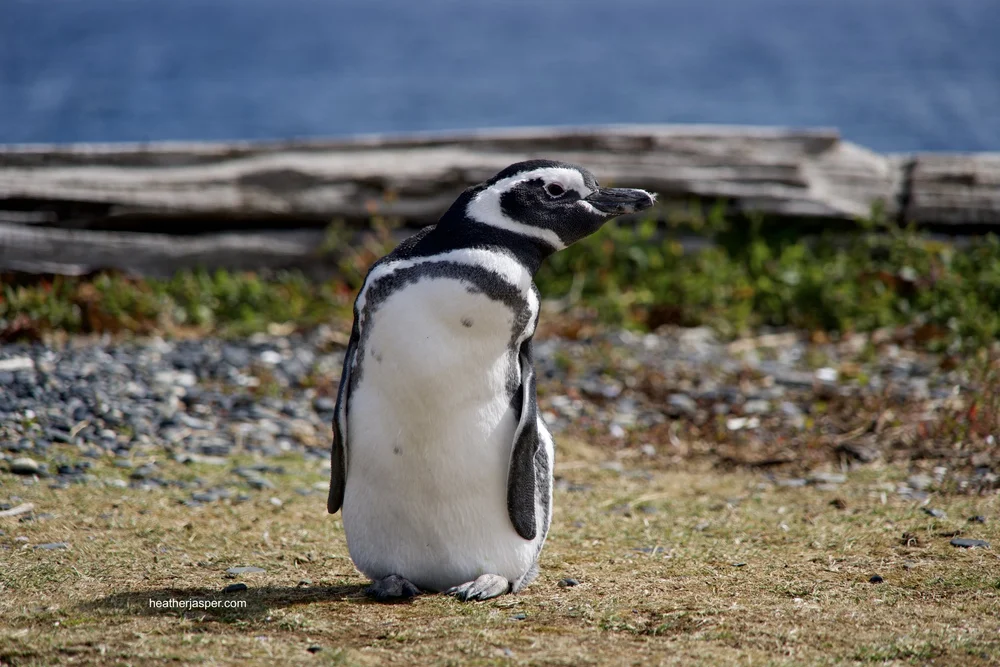 penguin Mag looking sideways.jpeg