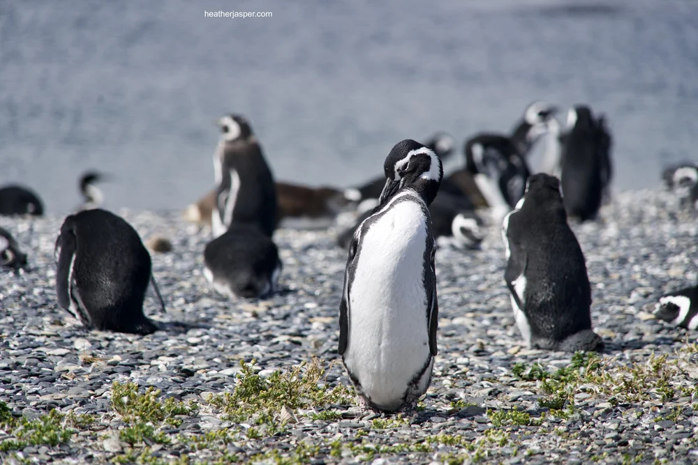 penguin preening.jpeg