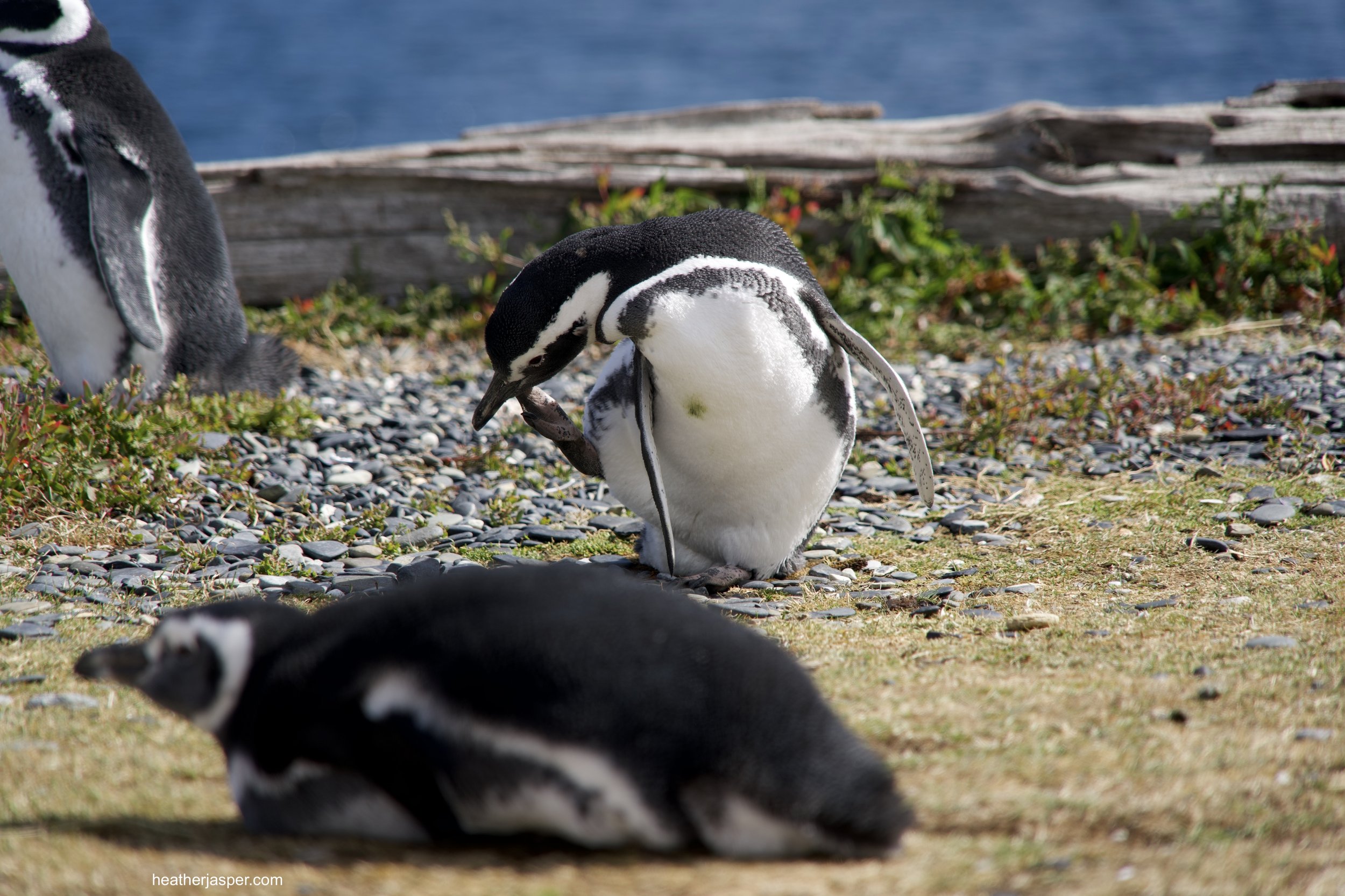 penguin scratching face.jpeg