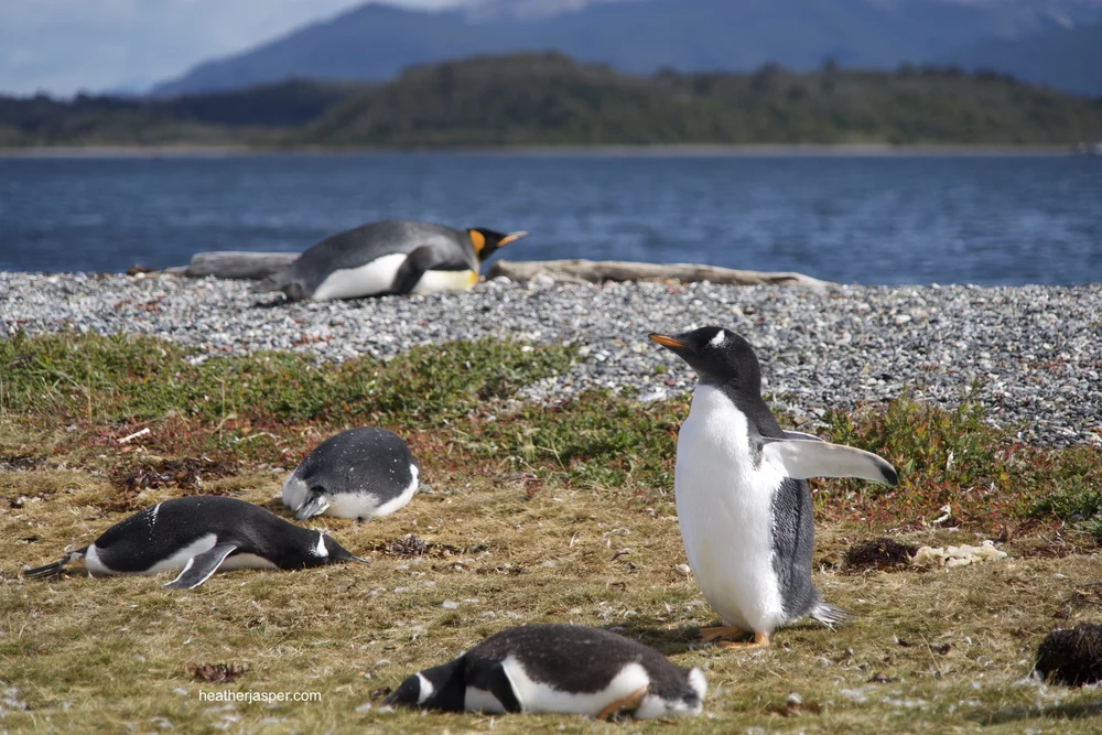 penguin waking up isla martillo.jpeg
