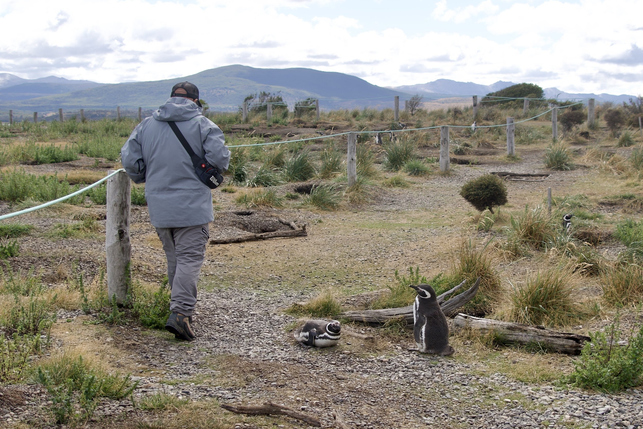 pinguinera guide w penguin.jpeg