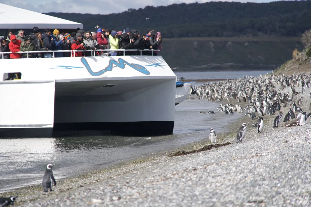 pinguinera big boat.jpeg