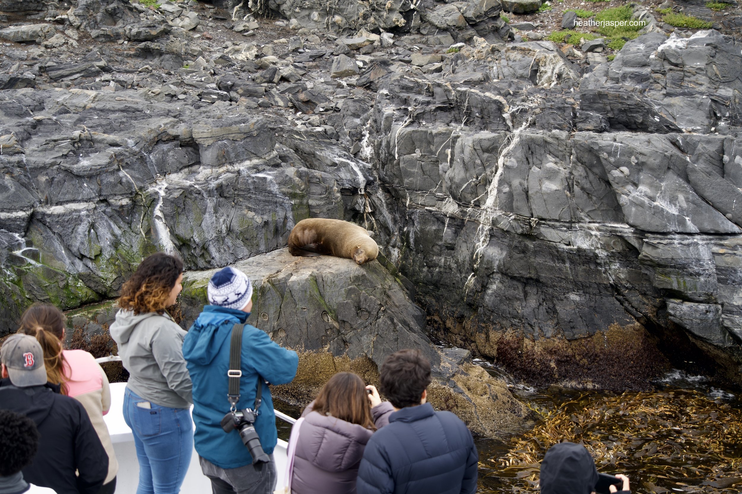 beagle channel sea lion w tourists.jpeg