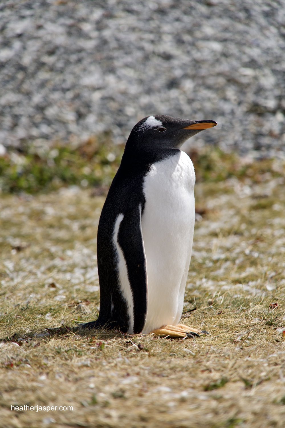penguin gentoo.jpeg