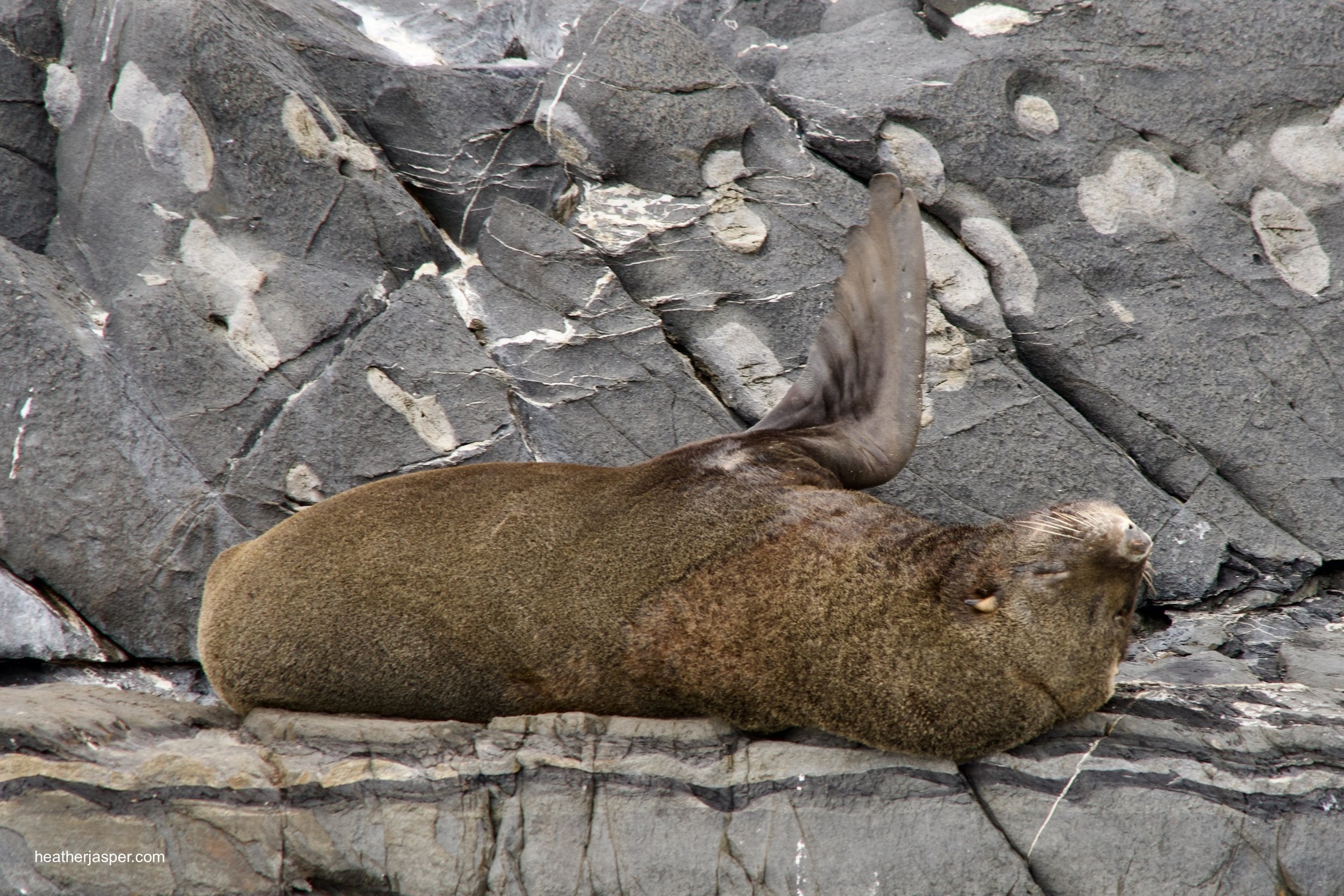 beagle channel seals 1.jpeg