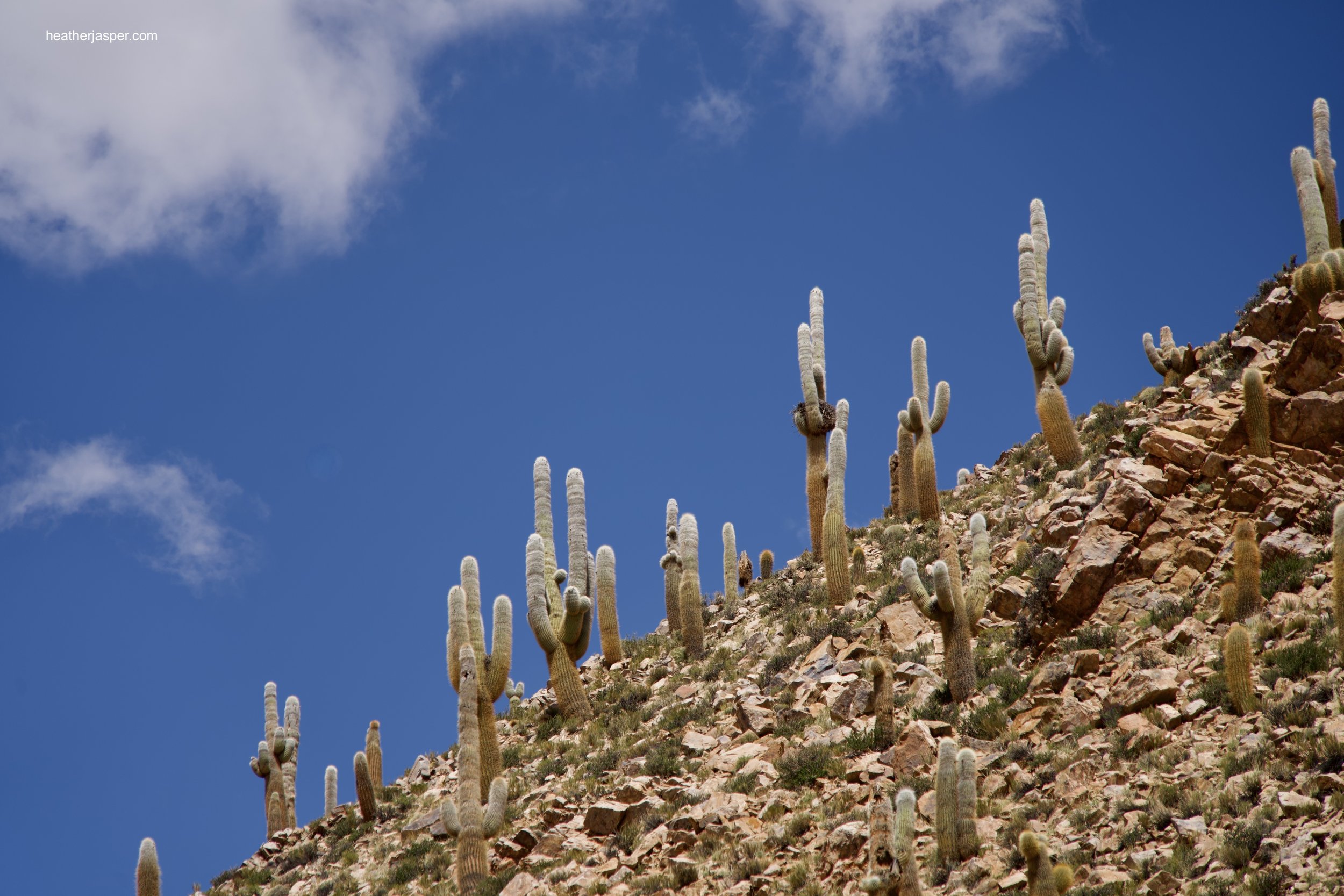 Cactus line the hills that ring the salt flats.