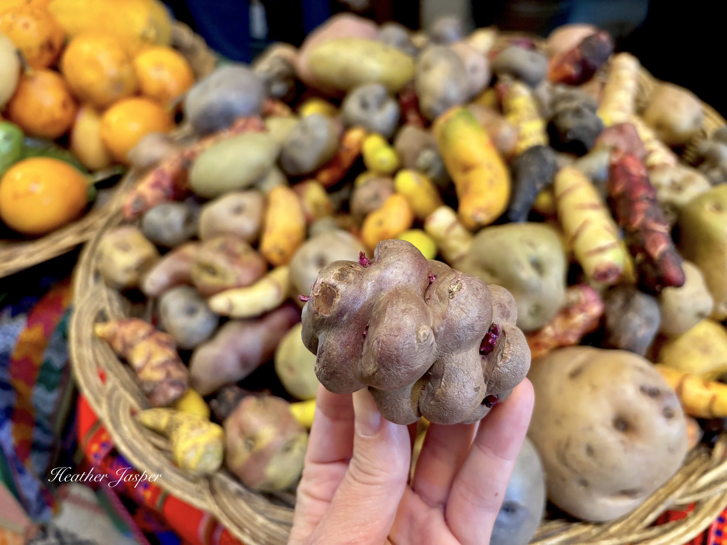 varieties of Peruvian potato