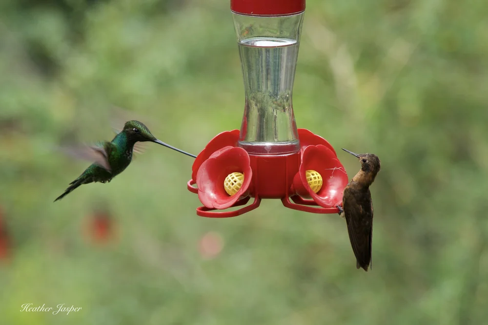 Ensifera Hummingbird Gardens in the Sacred Valley, Peru — Heather Ensifera Hummingbird Gardens in the Sacred Valley, Peru — Heather