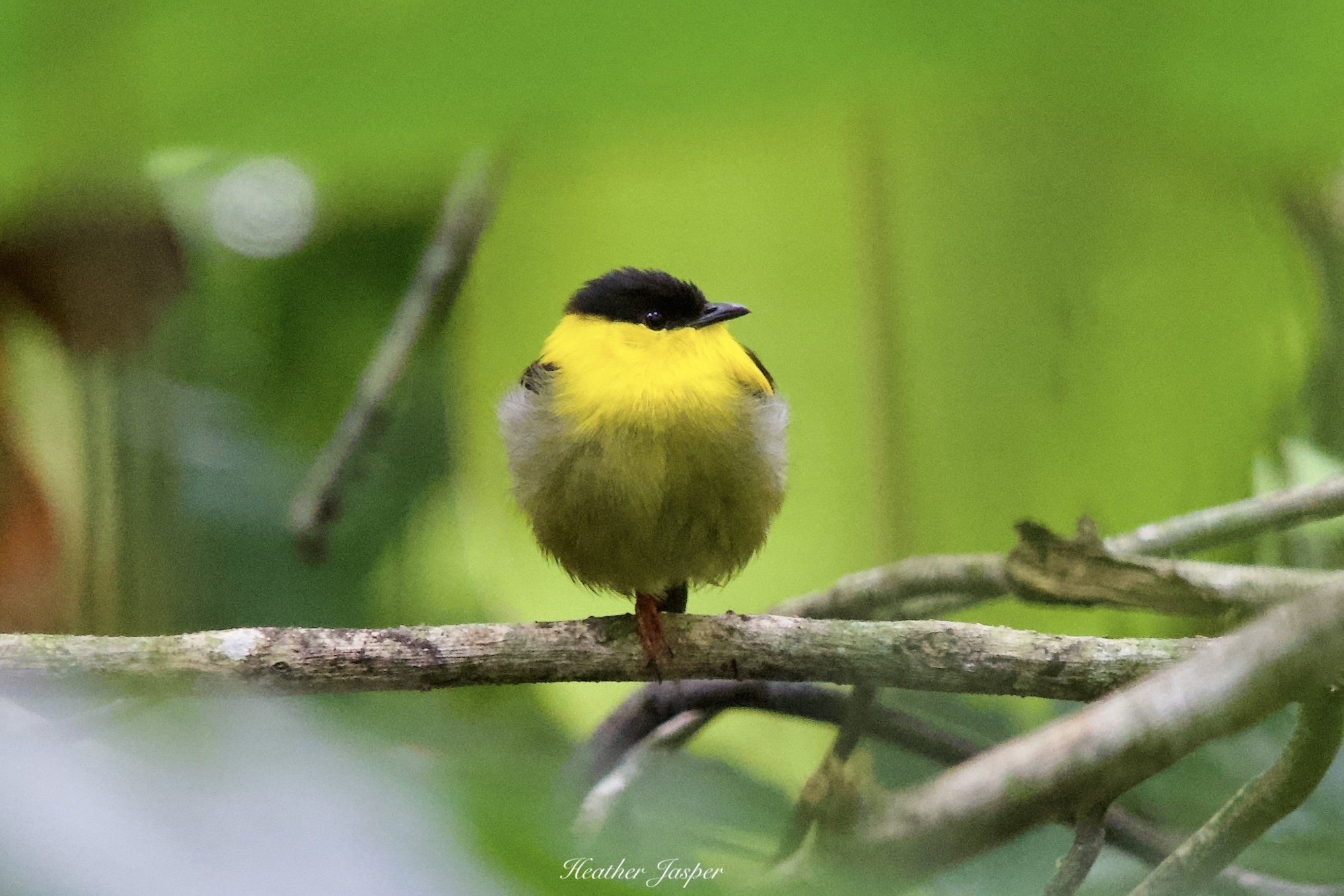 Golden-collared Manakin