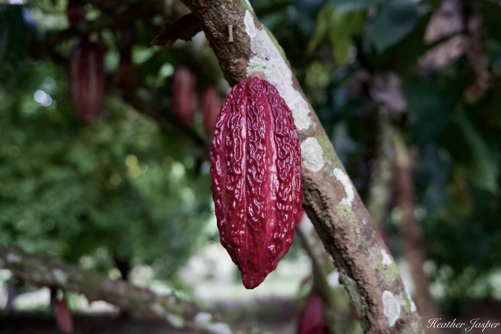 Cacao grow directly from the trunk