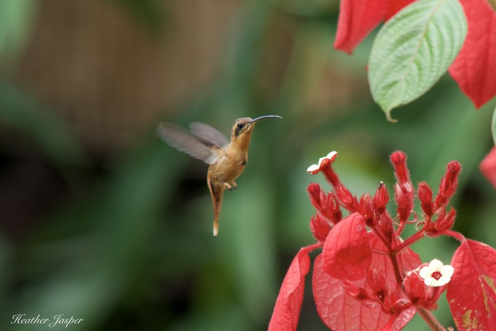 Reddish Hermit hummingbird at poinsettia