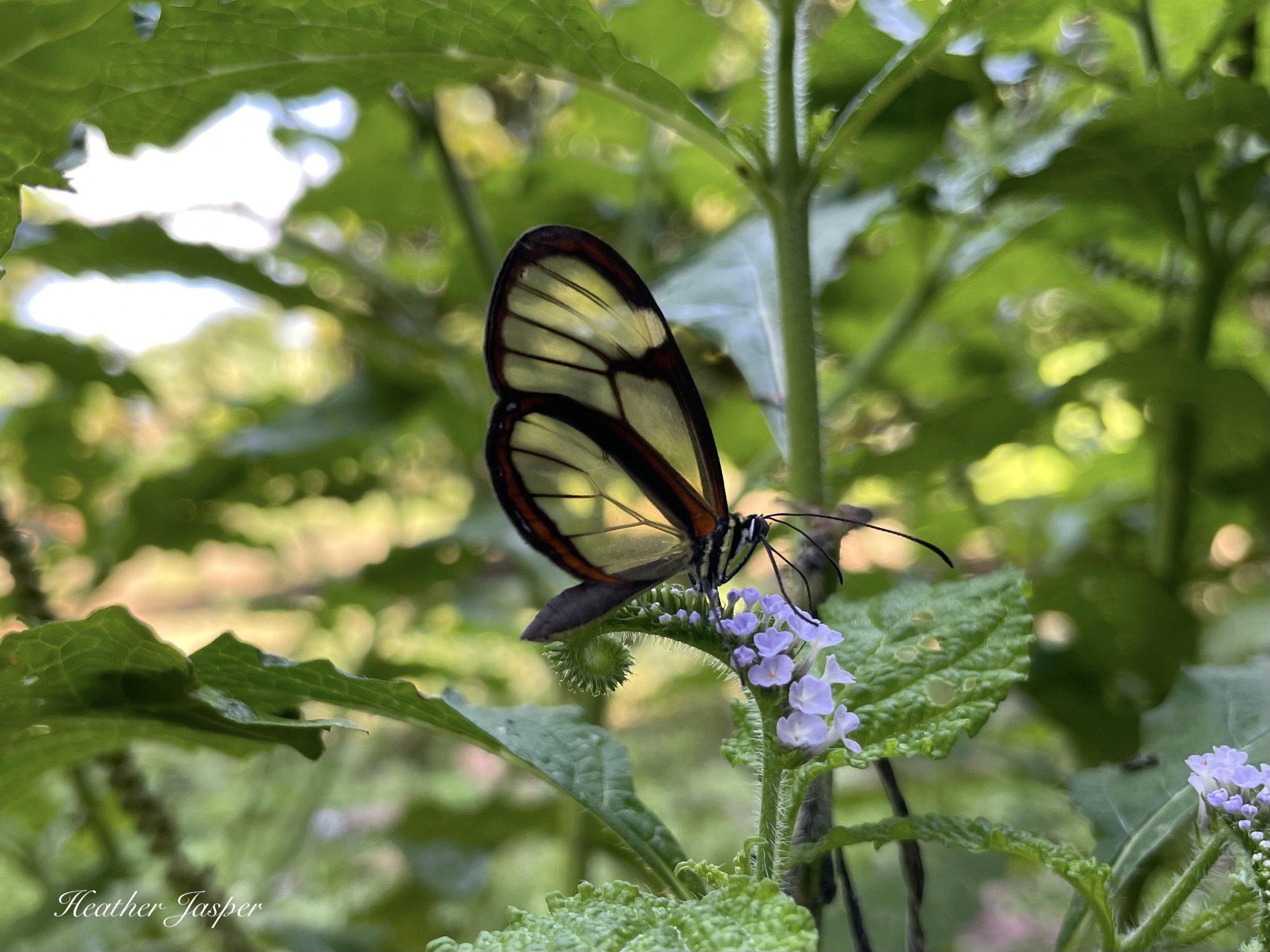 farm butterfly.jpeg