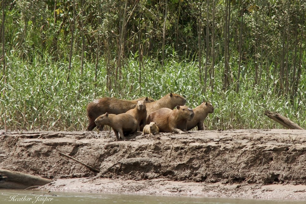 fauna capybara 1.jpeg