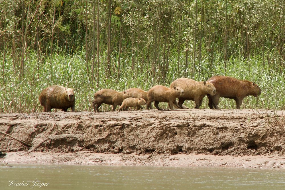 fauna capybara.jpeg
